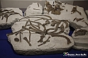VBS_9134 - Museo Paleontologico - Asti